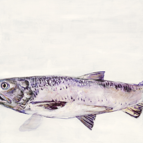 Portrait of a River - Salmon
