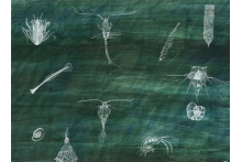 zooplankton.jpg