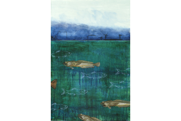 Burrard Inlet Midshipman