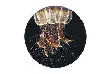 Lion's Mane Jellyfish