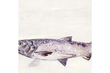Portrait of a River - Salmon