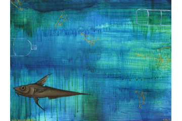 Rough-scaled Grenadier