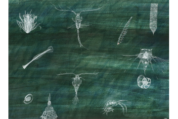 Zooplankton