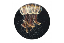 lions_mane_jellyfish.jpg